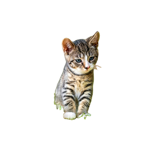 Cute Tabby Kitten Exploring A Lush Green Meadow On A Sunny Day. 13080 - Cat PNG image with transparent background